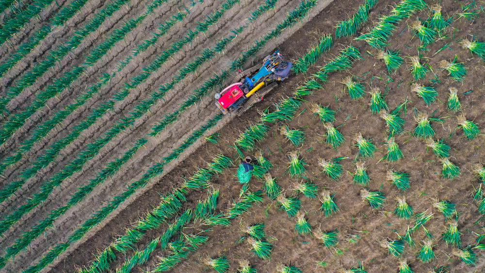 DailyBeijing's tweet image. 寒冬里的耕耘与希望
Farmers across many parts of #China are busy with winter sowing and #harvesting #activities, making preparations for the upcoming spring cultivation. #agriculture #farming #farminglife #farmer
