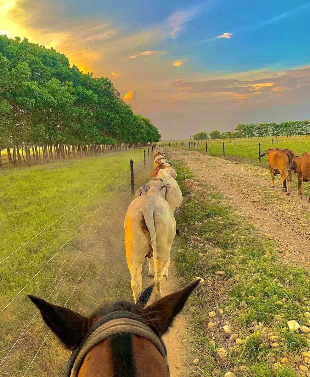 GianlucaCoccon1's tweet image. Espectacular 
LOS LLANOS VENEZOLANOS 
Guarico 🇻🇪🇻🇪🇻🇪🇻🇪🇻🇪🇻🇪🇻🇪
@venezuelaenfoto