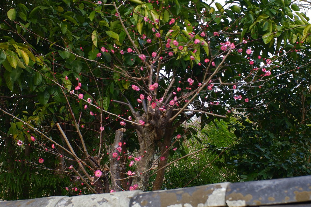 MS06S16's tweet photo. 梅の花が咲き始めていました！ https://t.co/98WaaH47Df