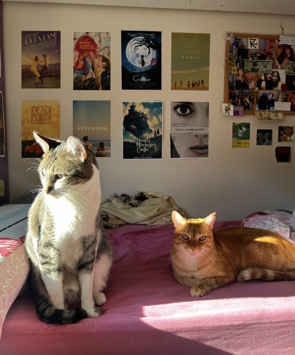 martaqbdicjwj's tweet image. quien pudiera ser ellos, sin exámenes, sin preocupaciones solo miau miau y tomar el solecito