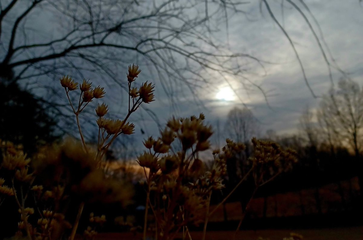 BlueRidgePeace's tweet image. ✨