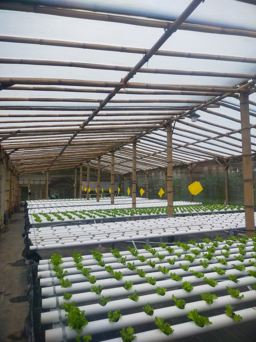 ydhtama's tweet image. Banyak orang masuk hidroponik karena FOMO “katanya cuan”.
Padahal yang bikin bertahan bukan tren, tapi pasar.
Survei dulu siapa pembeli, butuh apa, dan rutin atau tidak.
Hidroponik itu bisnis, bukan lomba ikut-ikutan. 👌🏻