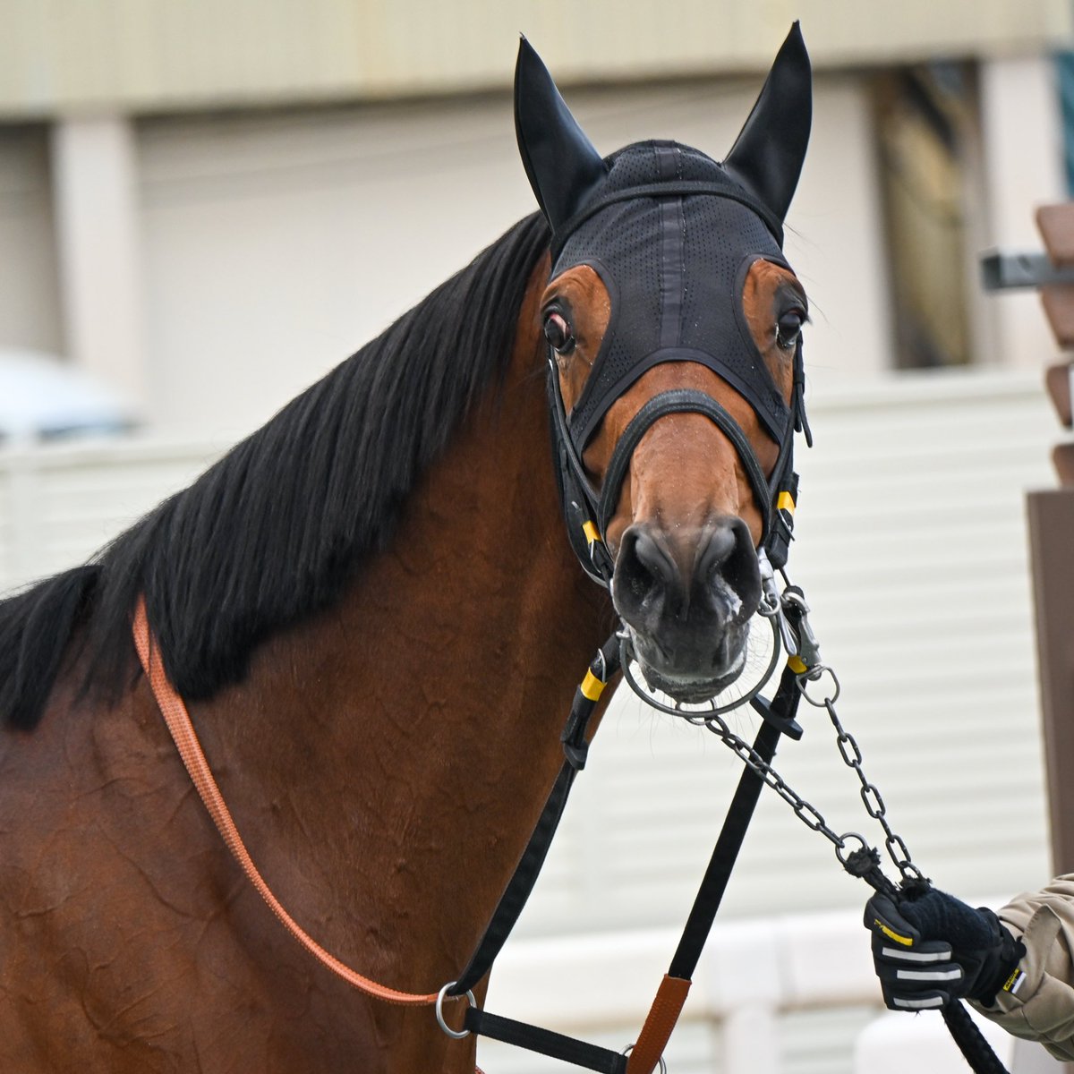 アバカス (@abacus_pangya) / Posts / X