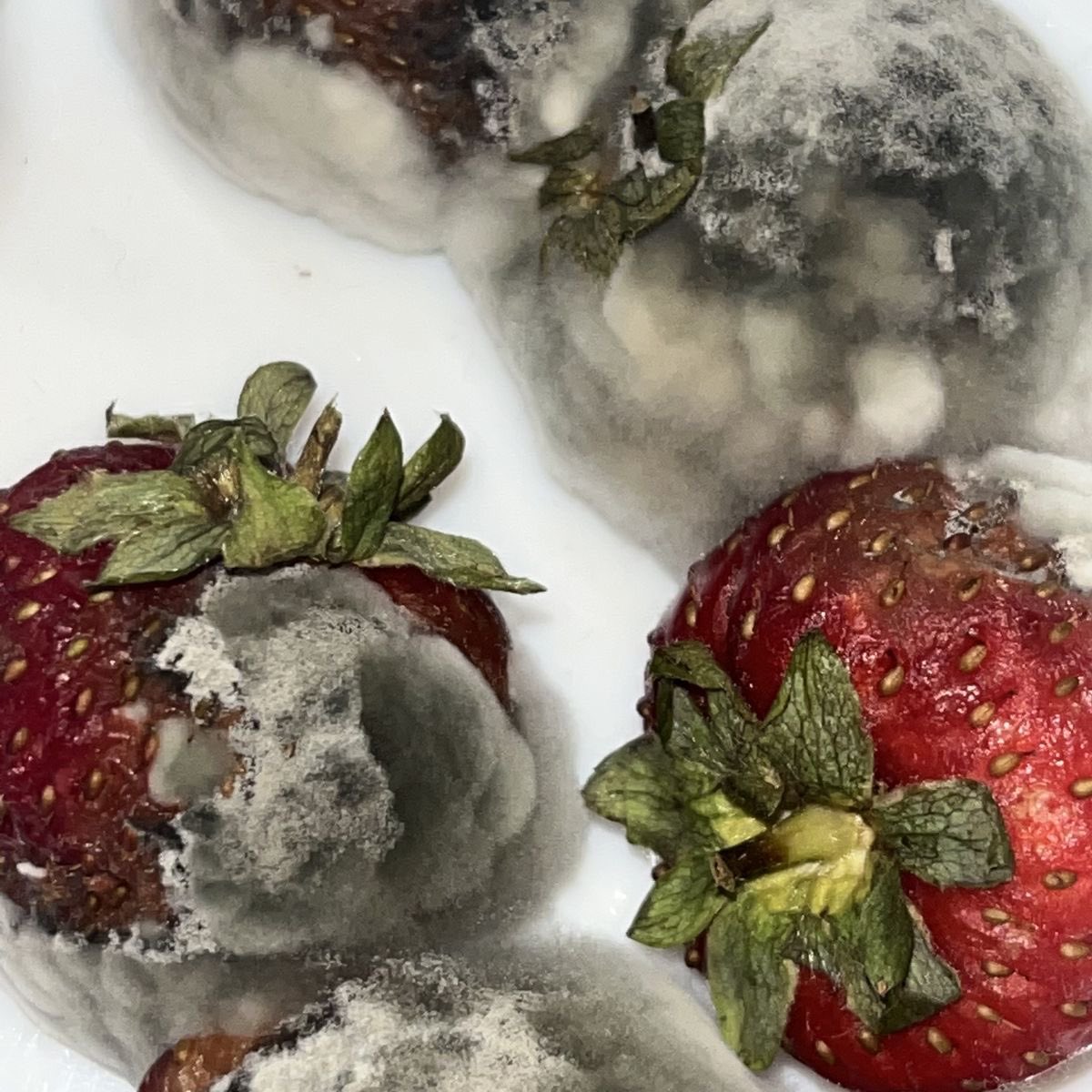 redamancylol's tweet image. moldy but aesthetic foods 

food poll