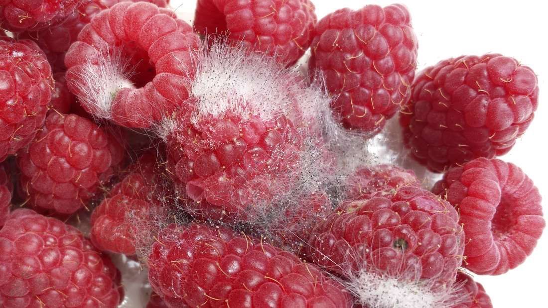 redamancylol's tweet image. moldy but aesthetic foods 

food poll