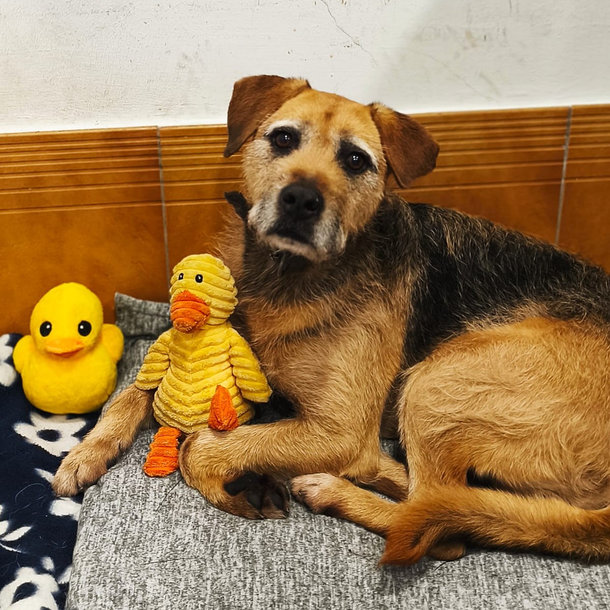 SosAbuelos1's tweet photo. #ASTURIAS
#KENNY tiene 8 años y lleva siete en el albergue, ¡es tan injusto! Demasiado tiempo entre rejas!!

Tiene el tamaño perfecto para un piso; 20 Kg ☺️. Y un carácter estupendo, cariñoso, noble, tranquilo...

¿Quieres darle un hogar??
No lo sudes y comunícate

Contacto; 615 411 417 (9 a 17 h) // cproteccionanimalgijon@gmail.com

📋 𝐂𝐮𝐞𝐬𝐭𝐢𝐨𝐧𝐚𝐫𝐢𝐨 𝐀𝐝𝐨𝐩𝐜𝐢ó𝐧: https://t.co/xpWZ2j5vgg