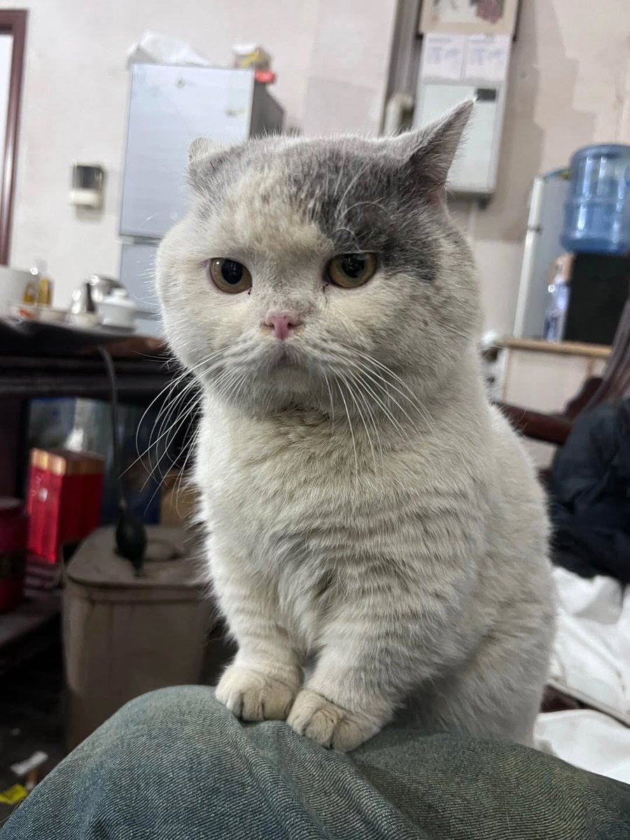 aimawoo's tweet image. ฟ้อกรึป่าววว มอมยันหูแมวเก่า ๆ