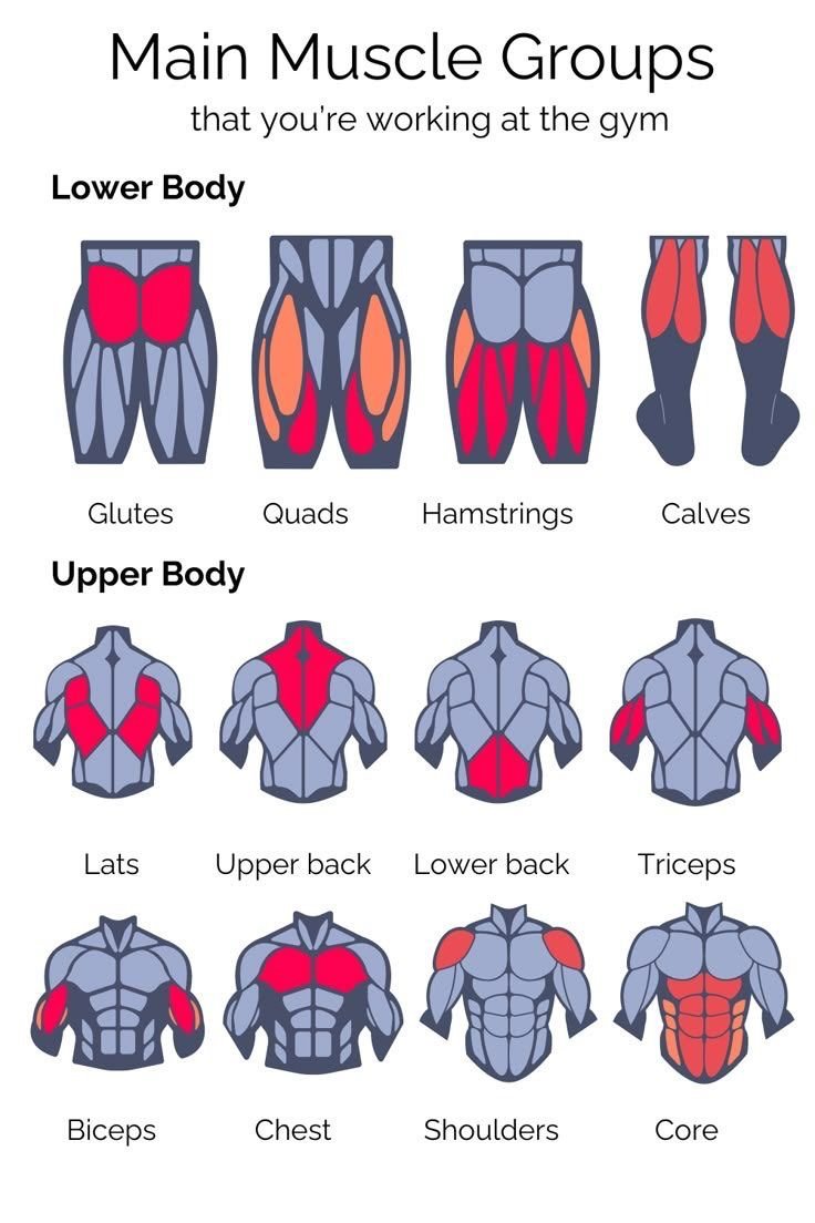 FitHubHQ_'s tweet image. Main Muscle Groups