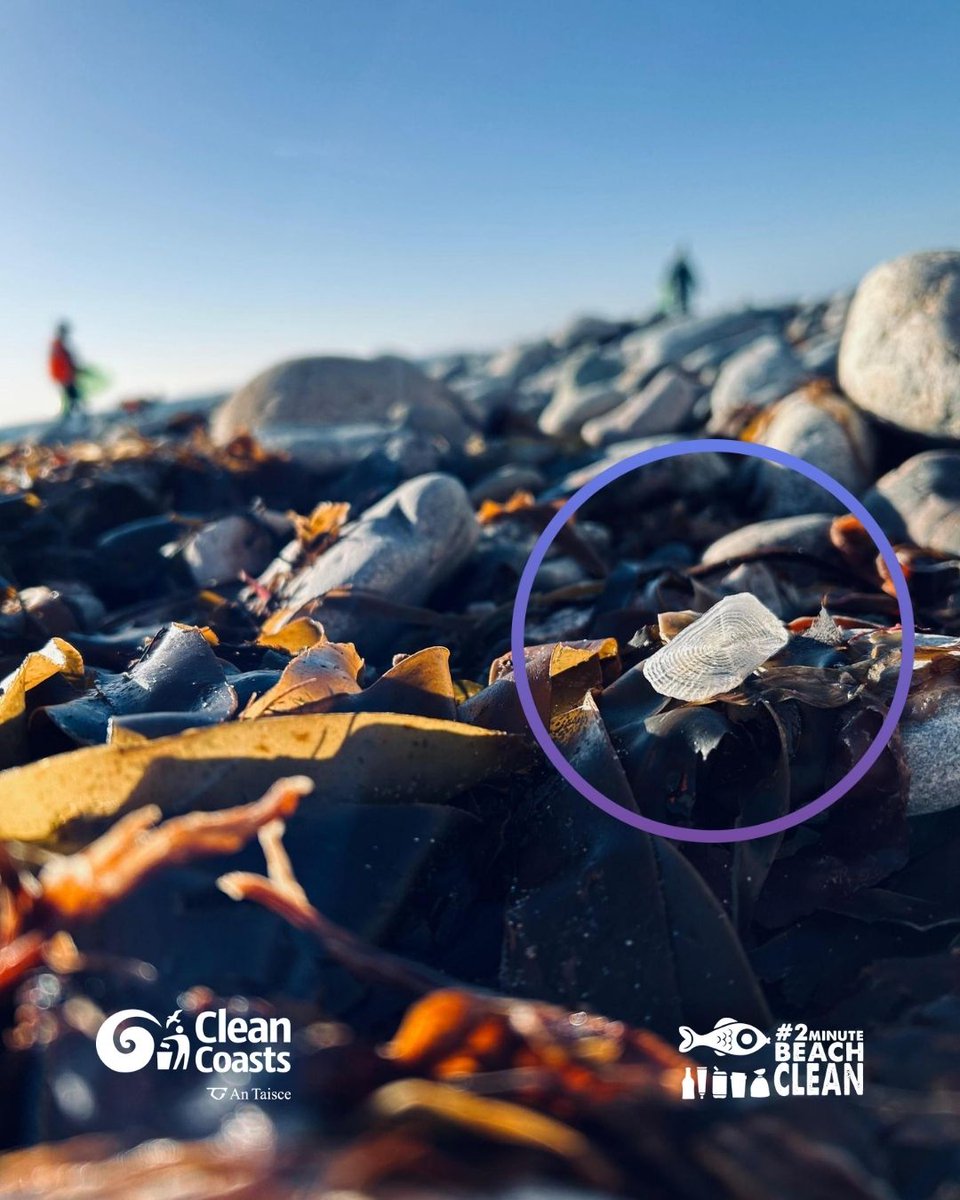 Clean Coasts tweet media