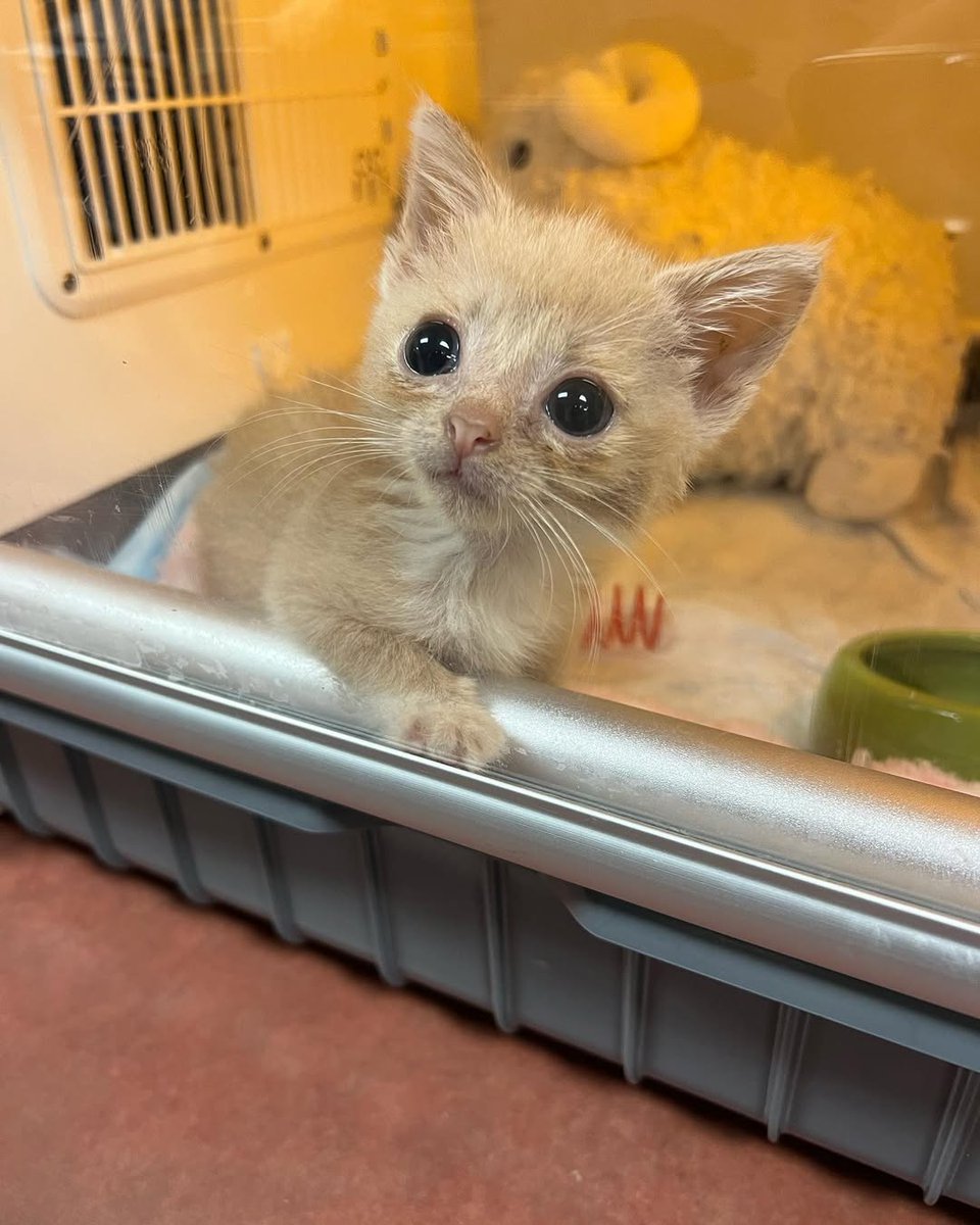 nbhzah14_hp29's tweet image. Good Morning from little baby Bora Bora!

#adoptdontshop #cute #cutekitten #cutenessoverload #kittens_of_instagram #kittens_of_world #givemeallthekittens #savealife #kitten #kittensofinstagram #kittens #kittenrescue #rescuekitten