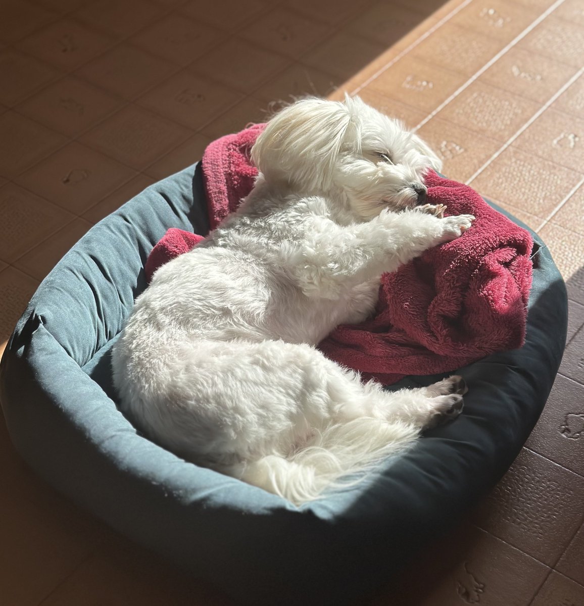 冬の犬の癒し効果、3割増し🫧