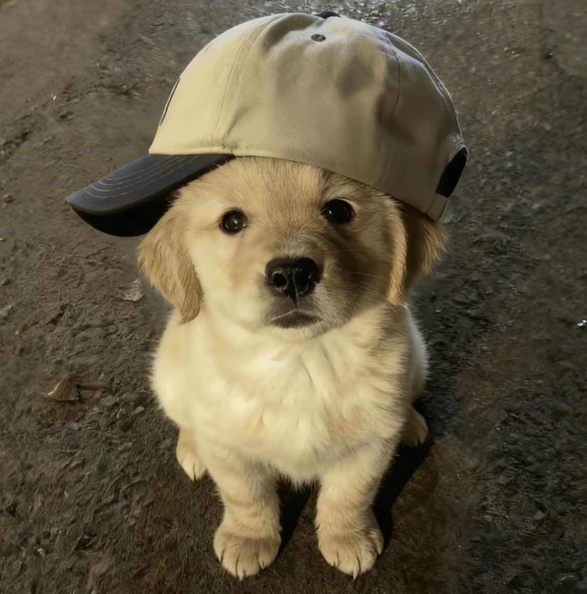 beambaebaee's tweet image. ไอ่ม๋า 🐶🫳🏻