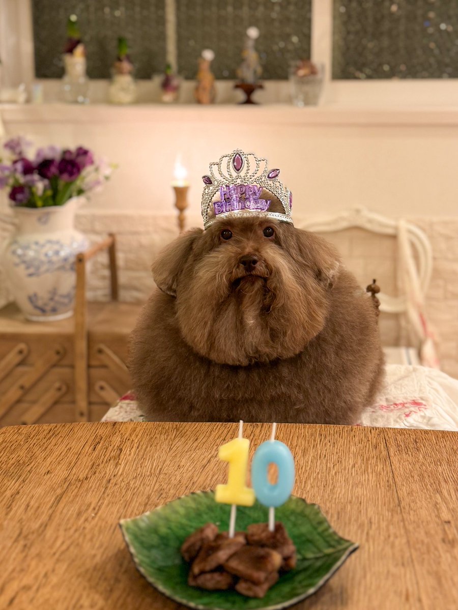 __mohu_c's tweet image. 0歳→10歳
長いようで短かった。