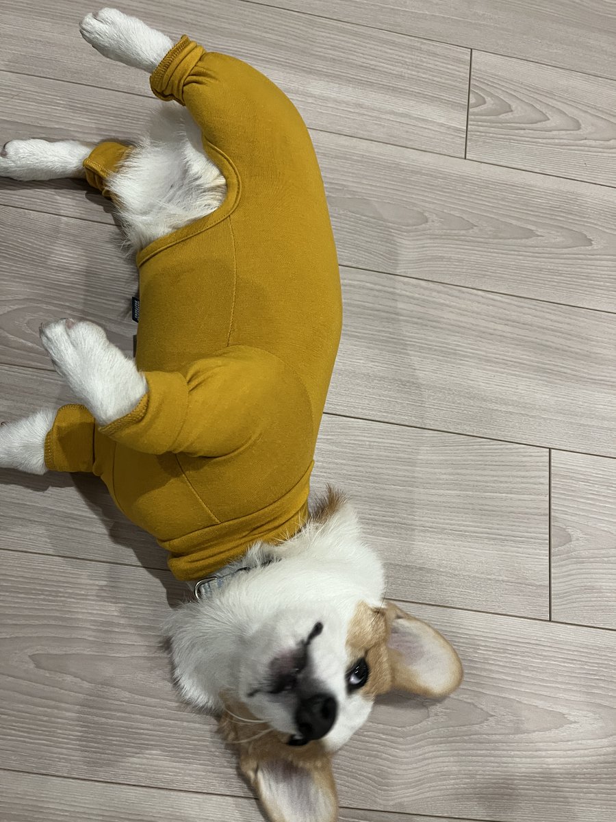 luuke0909's tweet image. 本人全く気にしてないけどもう1サイズ大きいやつにして脚の布短く加工した方がよさそう