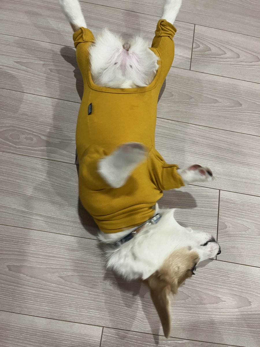 luuke0909's tweet image. 本人全く気にしてないけどもう1サイズ大きいやつにして脚の布短く加工した方がよさそう