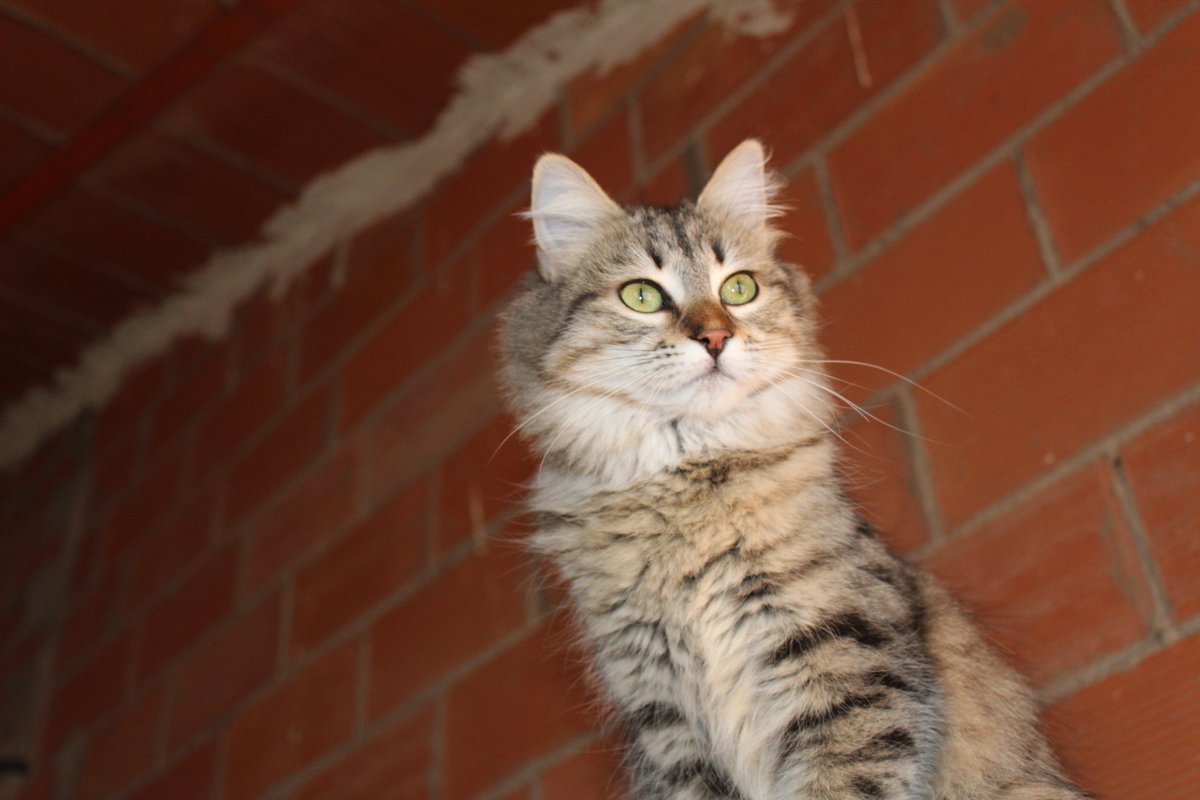 ES INVISIBLE POR TENER 8 MESES! INCREIBLE!!!
Cheshire, Gatita joven, esterilizada, vacunada, chipeada y desparasitada.
Es muy cariñosa, alocada y juguetona.
Es un monstruo de amasar jejejeje
Estamos en Zaragoza.
Contáctanos por mp y ayuda con la difusión