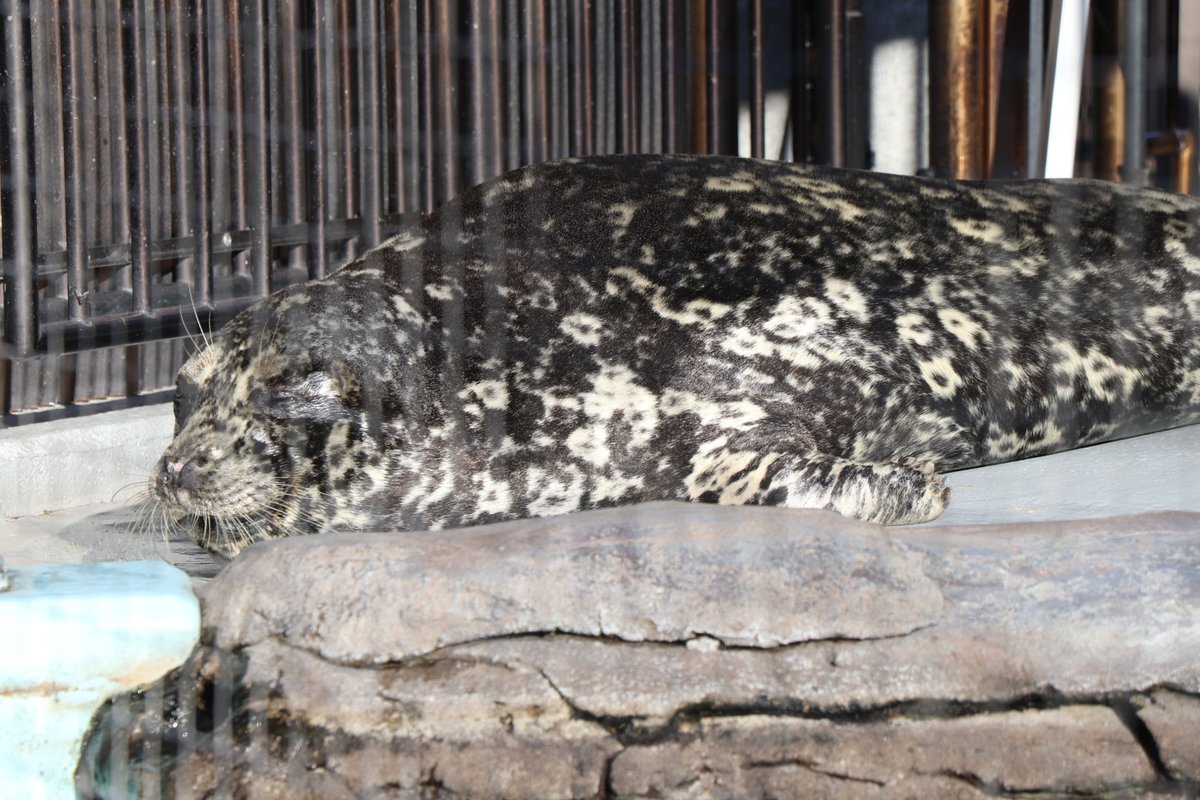 上野動物園にはとてもとてもお世話になりました…😢🐼
シャオレイが帰っても、

私はこの子達(アザラシさんたち)に会いに上野動物園に通います。

そしてまた新しい素敵な出会いと、悲しい別れを繰り返させて。

#上野動物園　#ゼニガタアザラシ