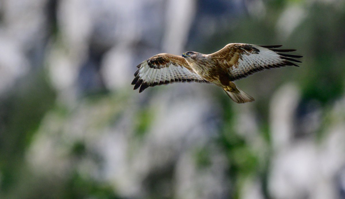 David Parody 🇬🇮 tweet media