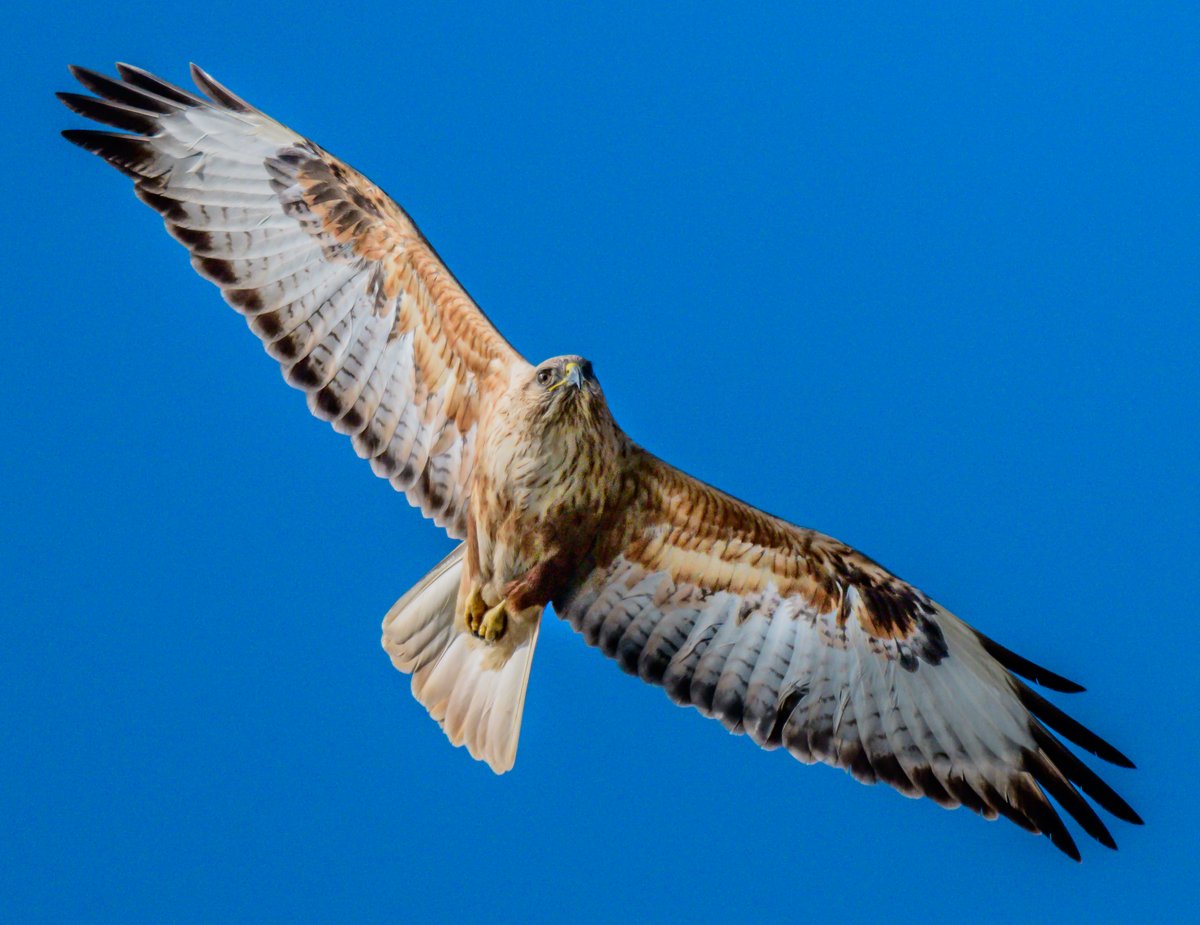 David Parody 🇬🇮 tweet media