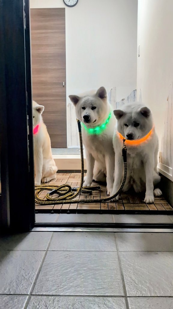 秋田犬こゆきと愉快な仲間達 (@kodomo4dog5) / Posts / X