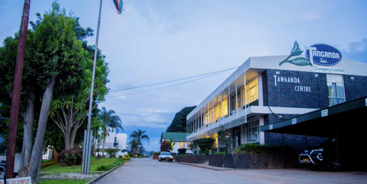 Investors are misreading Tanganda as a complete tea story. It’s now a bet on long-cycle horticulture, climate risk, and whether processing can outrun biology. FY25 losses show the cost of getting the timing wrong.