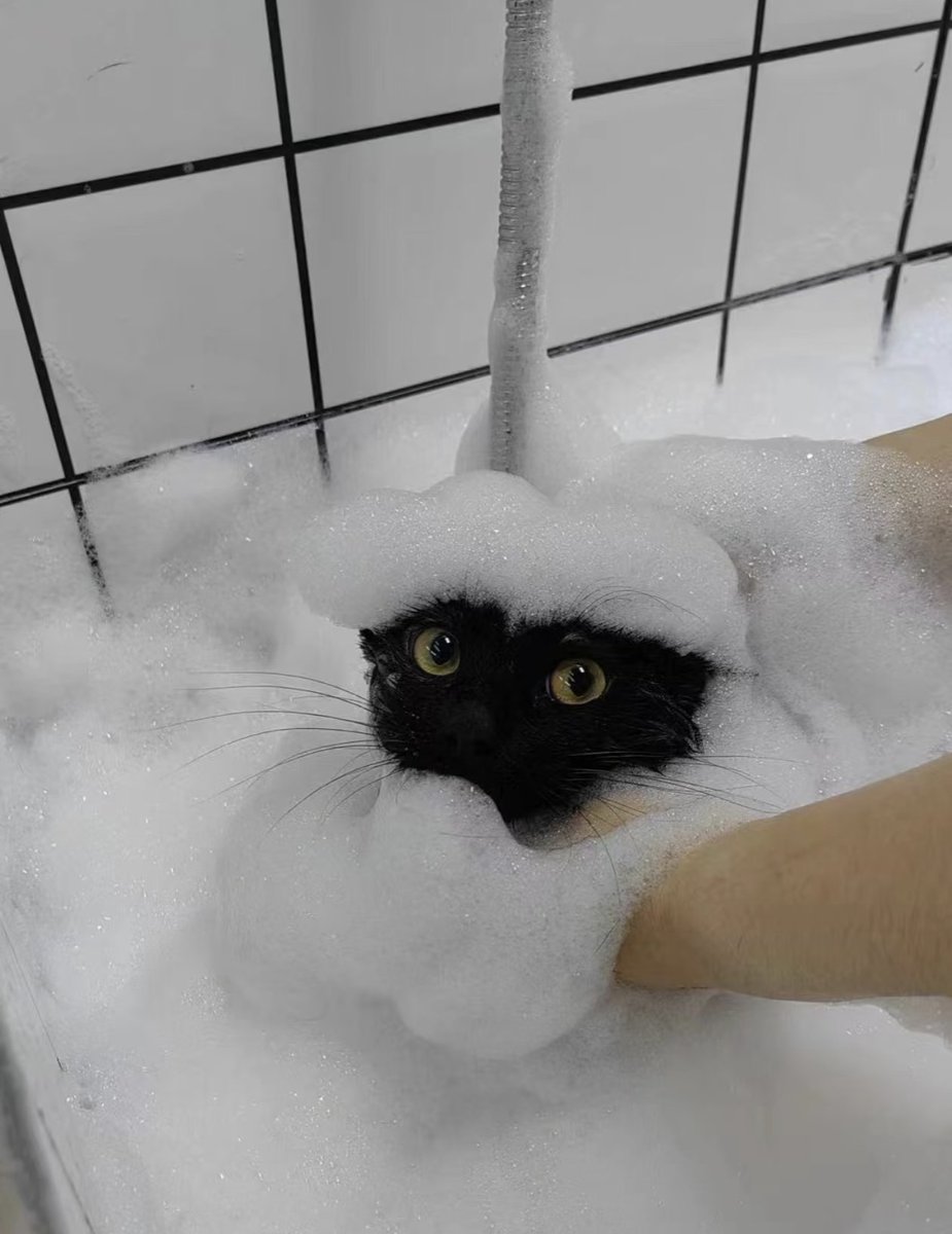 tmszhjh88's tweet photo. Bathe a black cat https://t.co/DNVszilYFr