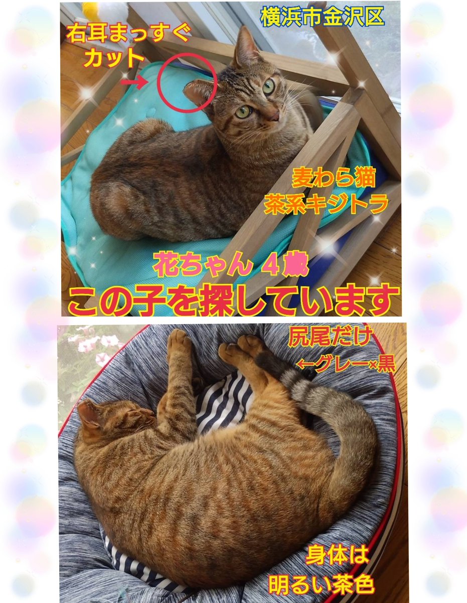 猫を探しています。花ちゃん４歳。明るい茶色の毛並みです。2024年4月11日横浜市金沢区富岡東の自宅から私の不注意で外に出てしまい迷子のままです。花を保護してくださっている優しいかたはいらっしゃいませんか。
#猫を探しています 
#拡散希望 
#リポストお願いします 
#横浜市金沢区