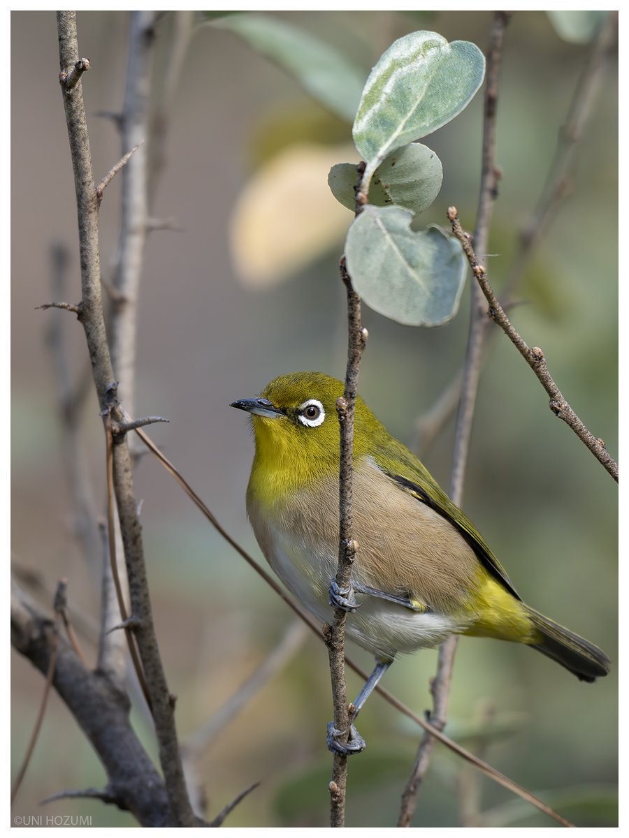 シジュウカラとの混群にいたメジロ(シジュウカラ2に対してメジロ8 シジュウカラとの混群にいたメジロ(シジュウカラ2に対してメジロ8