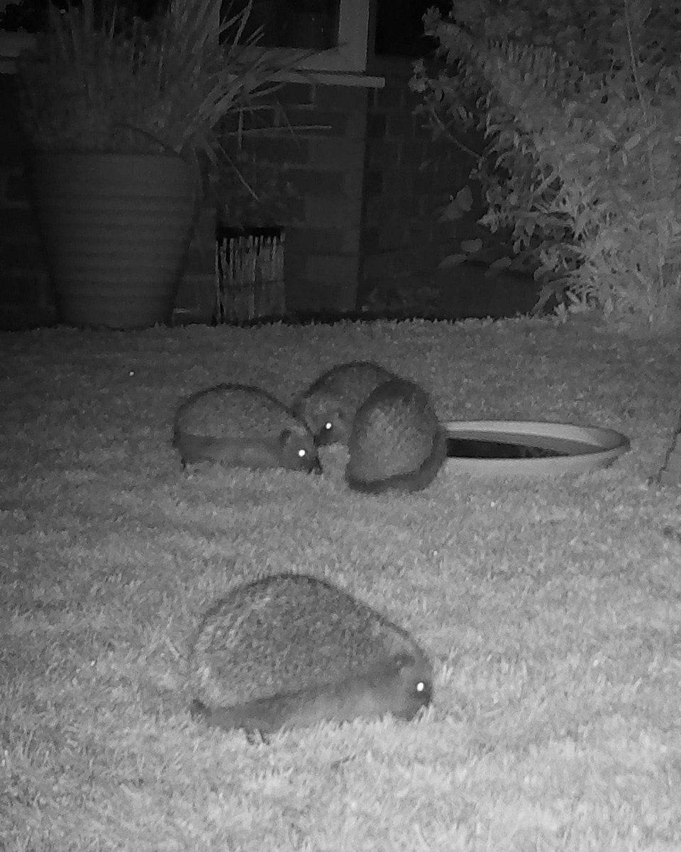 Chester Zoo tweet media