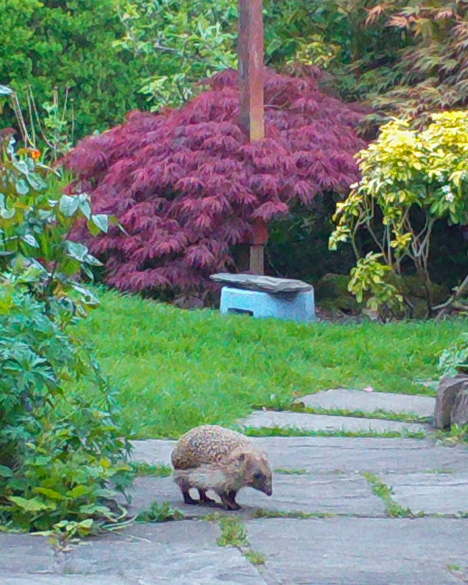 Chester Zoo tweet media