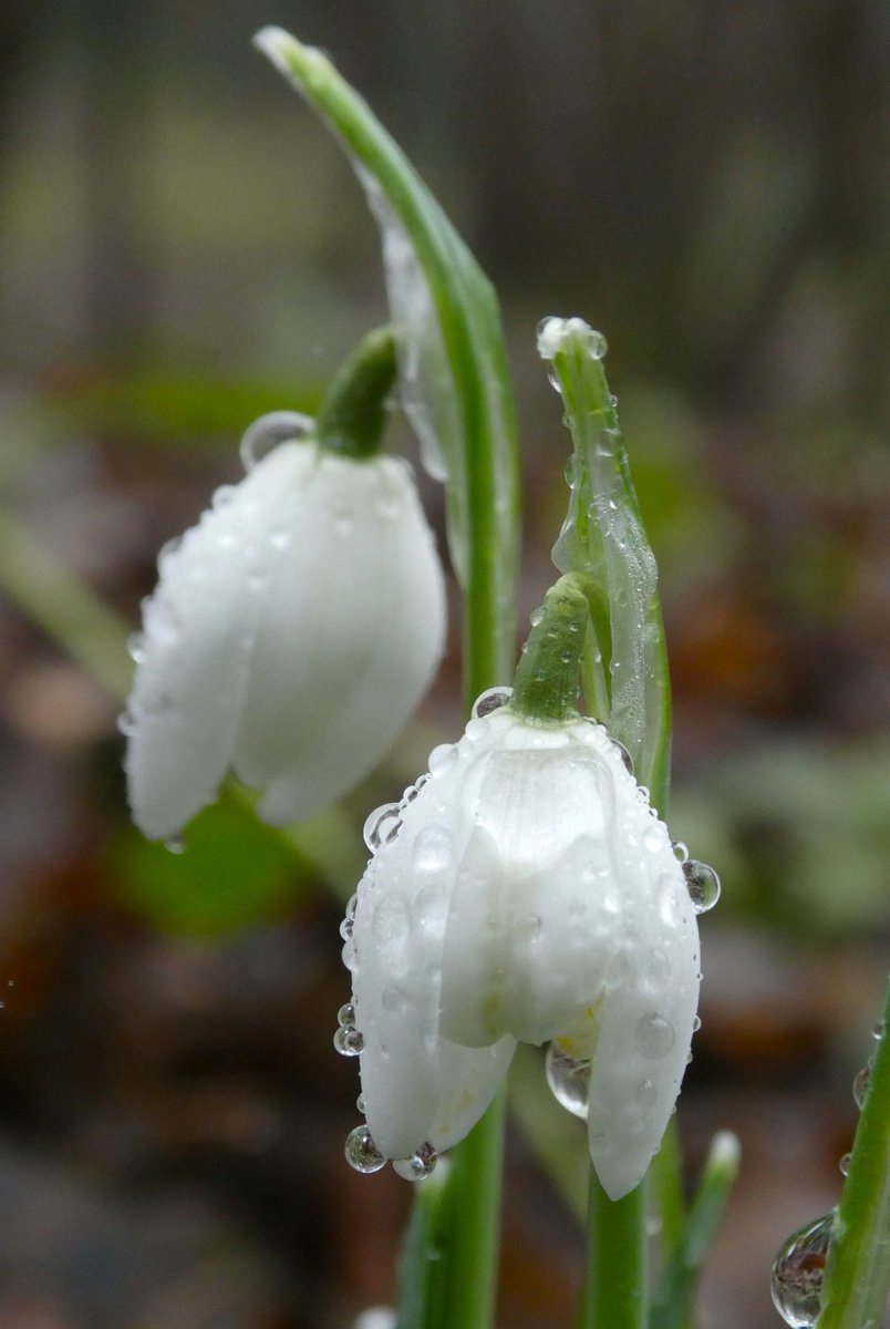 beatricegroves1's tweet image. Snowdrop season is beginning 🤍💚🤍
The pure perfection of the first, rain-spangled, snowdrops of the year🤍        #SignsOfSpring