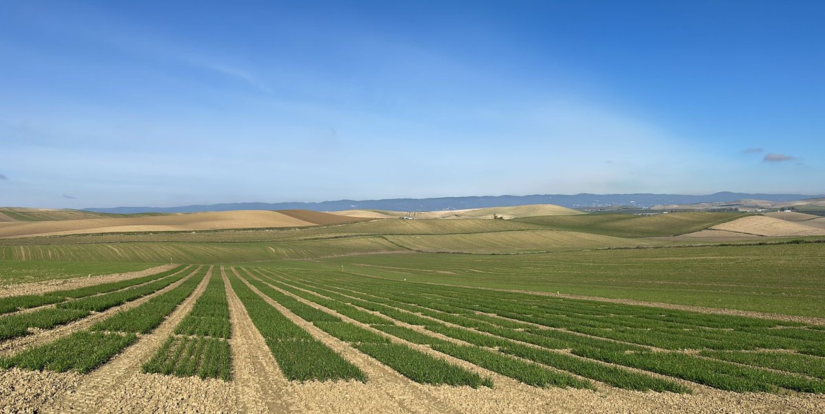 Fertilización de cobertera en los ensayos de <a href="/AgrovegetalSA/">Agrovegetal SA</a> en Escacena, en <a href="/CoesagroEcija/">Coesagro</a> y en Córdoba, antes de las lluvias de la segunda mitad de la semana.