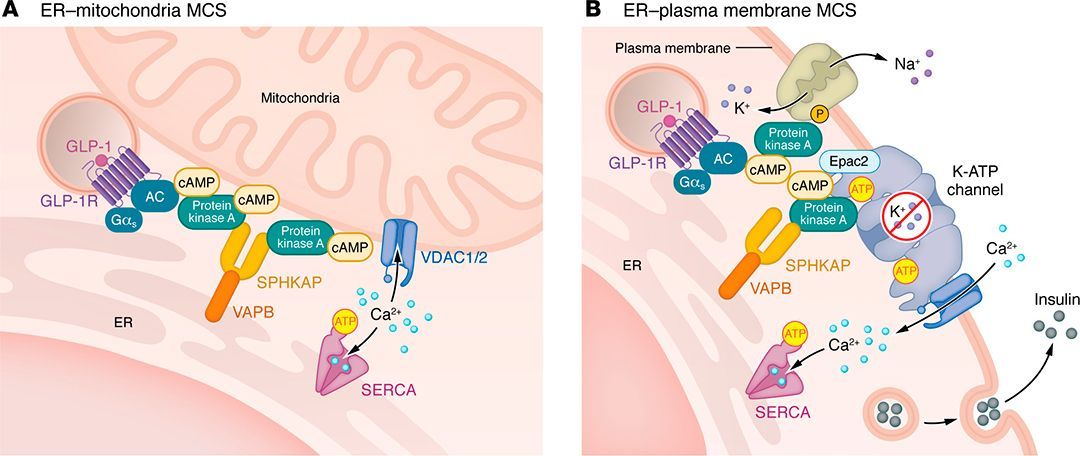 Journal of Clinical Investigation tweet media