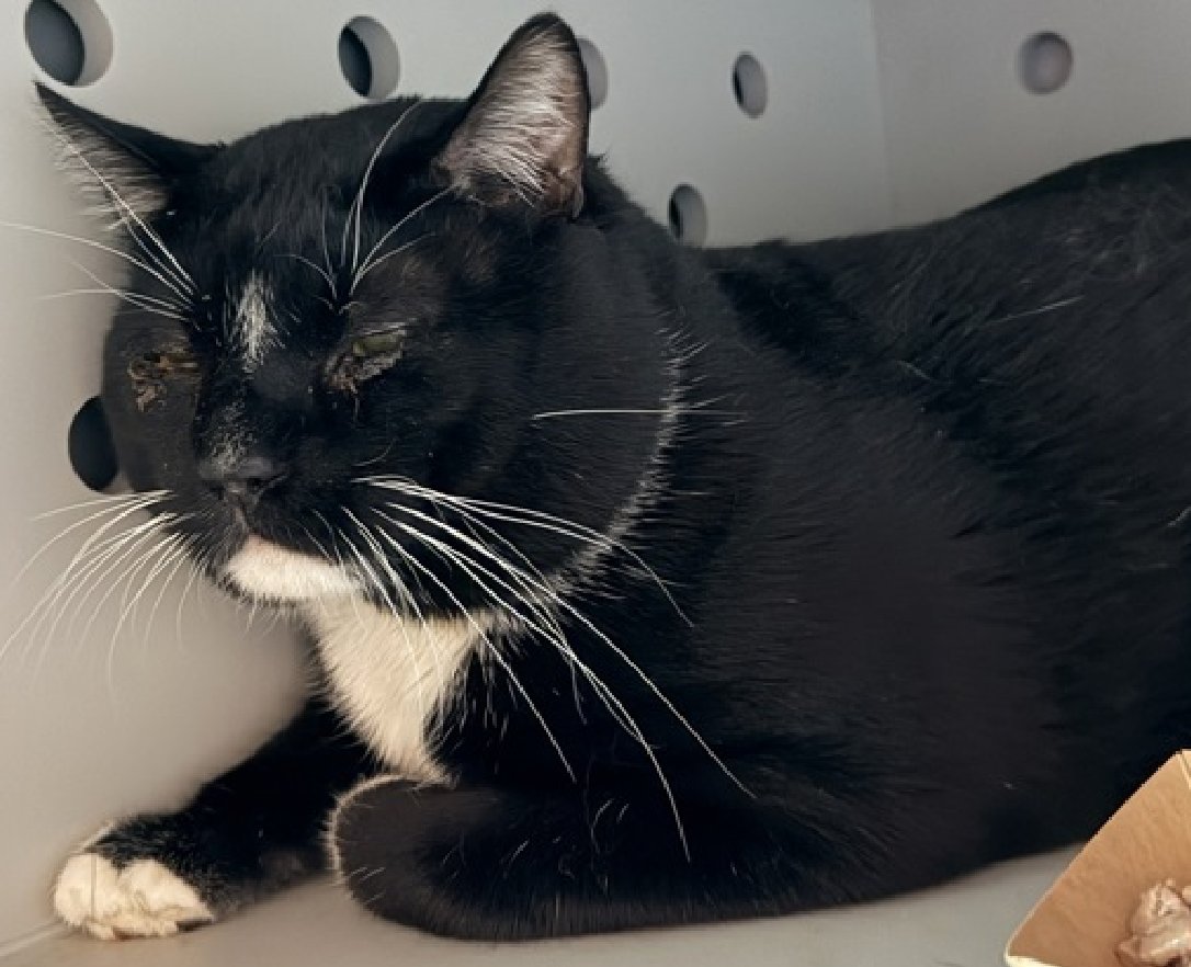 JLthekid9999's tweet photo. ππ OREO (ID 244560), 6 YO, MALE β IN QUEENS ACC - came into the shelter as an aco - owner surrender on 12/29/2025, with the surrender reason stated as animal behavior - aggressive towards people. ππ πΏ πΏ πΏ πΏ
β‘οΈTBD 01/22/26
β‘οΈ NEW HOPE PARTNER RESCUE ONLY
β‘οΈ TOO LOW ON PLEDGES TO STIMULATE RESCUE INTEREST
β‘οΈππ 7th Chance on Emergency Placement List β ON BORROWED TIME β SHELTER AT CAPACITY- NOW IS THE TIME TO ACT/HELP OREO - HIGHEST EU/SILENT KILL RISK βππ π±π₯π₯π±
β‘οΈ 23 DAYS IN SHELTER β TOO LONG β TIME IS RUNNING OUT
β‘οΈ OREO IS ON THE EPL FOR BEHAVIORAL REASONS - He is not thriving in the care center and continues to display distance-increasing behavior when approached for interactions. He has not warmed up despite staff using treats to build a positive association. This designation often means that the cat will be given very little time for rescue/foster/adoption. π₯π₯π₯π₯
Oreo was lying on his perch as the assessor approached, body and face tense with his ears forward and his tail wrapped tightly around his body. Oreo made eye contact when spoken to and he squinted his eyes and flattened his ears as the kennel door opened. Oreo tolerated petting along his head and back with the assess-a-hand while growling and backing away slowly. Pick up was not attempted at this time to reduce stress. ππΏππΏππΏ
NEEDS OUT OF SHELTER ASAP β
Please RT or pledge, if you can, to save this little one.
@AdamsPaulGrimke
ππΏπThank you