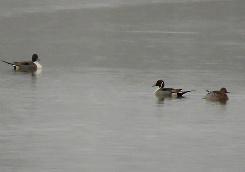 ian ballam tweet media