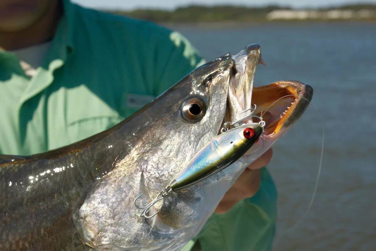 WorldFishingNetwork tweet media