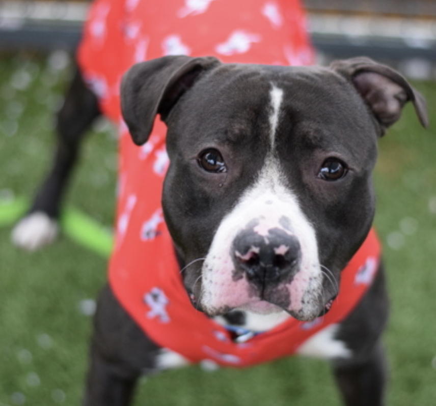 BeeDoDoobieDo's tweet photo. Found stray, running in busy Brooklyn😢
👋 Meet Lennard!
💠2yrs old, obvs not a stable life
💠Lennard's feeling unsure, measured in this new
surrounding w/new humans& 📢 DOGS
💠Craves attention, learning how to get/accept
it from strangers♥️
https://t.co/EhPotr1TFD ~ Needs a HOME🏡