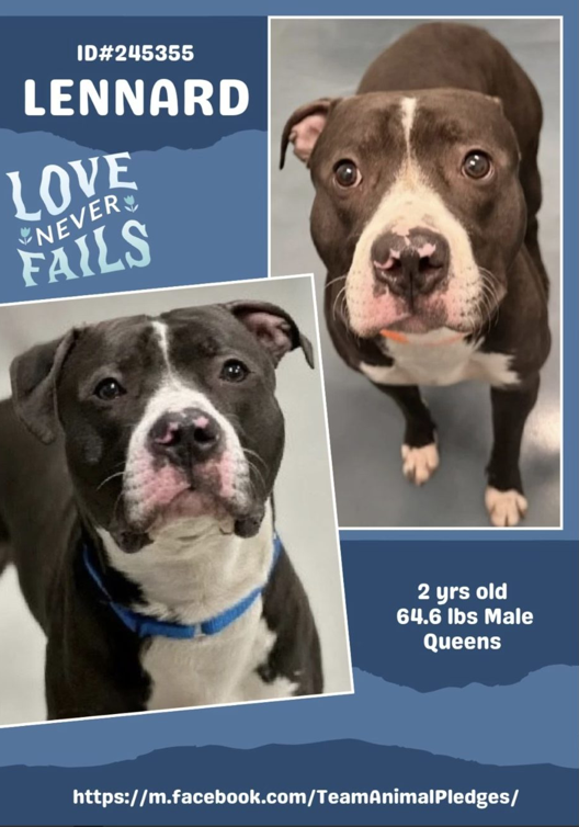 BeeDoDoobieDo's tweet photo. Found stray, running in busy Brooklyn😢
👋 Meet Lennard!
💠2yrs old, obvs not a stable life
💠Lennard's feeling unsure, measured in this new
surrounding w/new humans& 📢 DOGS
💠Craves attention, learning how to get/accept
it from strangers♥️
https://t.co/EhPotr1TFD ~ Needs a HOME🏡