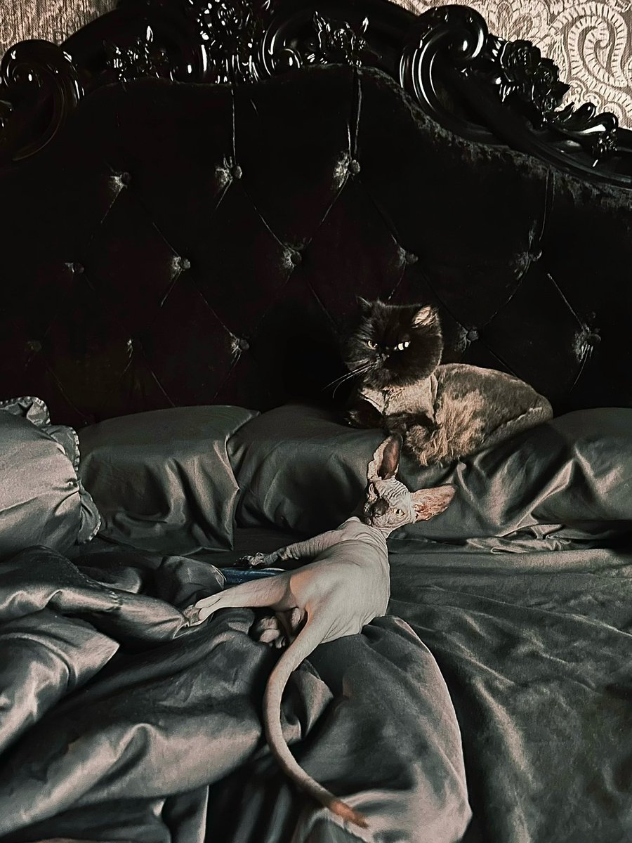 Dusk &amp; Bones 🐈‍⬛🖤