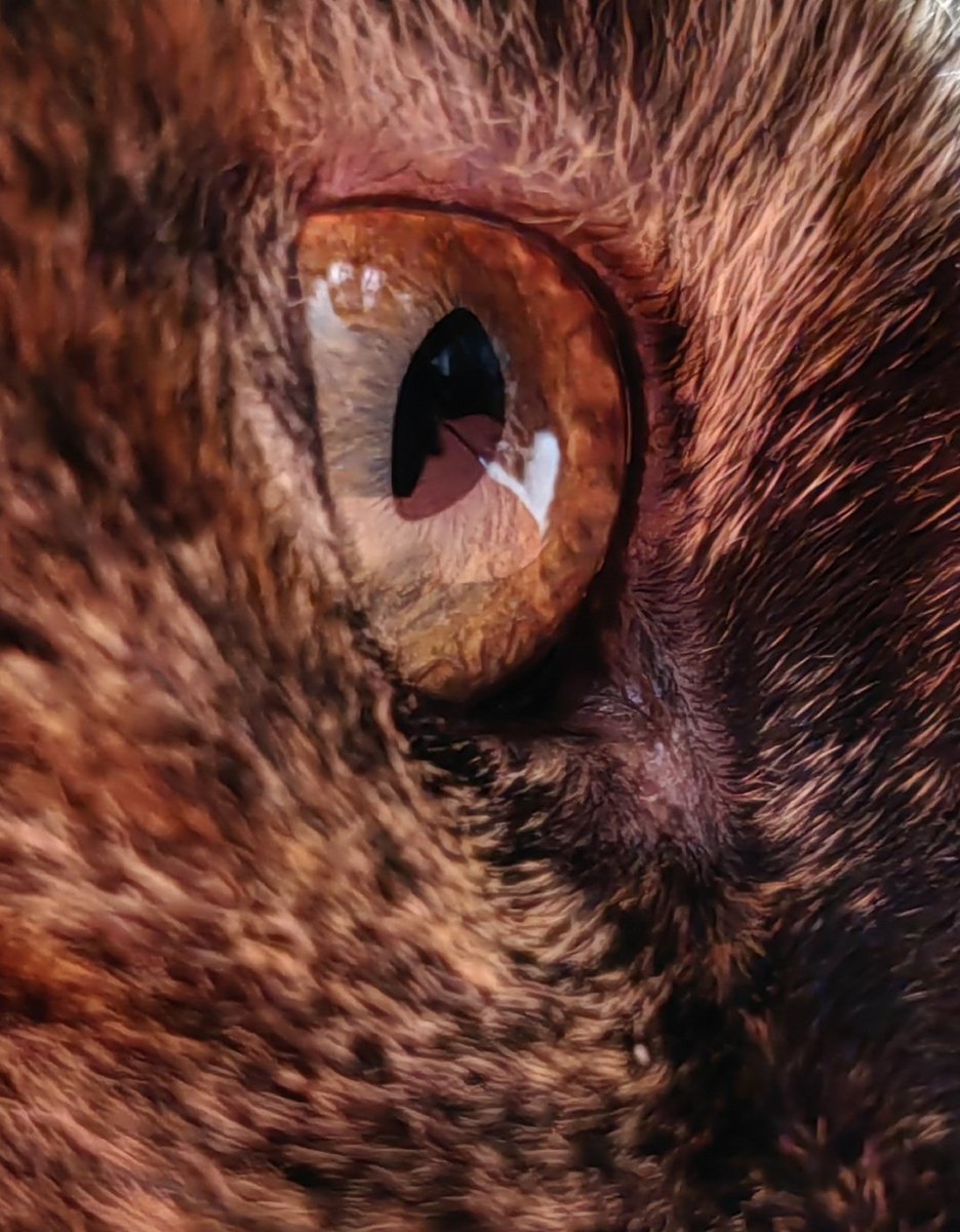 TribeOfMa's tweet image. stupid rainy rain 🙀🙄☔☔☔🛏️🍗💤🛏️🍗💤❤️ #cats #AdoptDontShop #straycats tribeofma.carrd.co 🐾 🖖