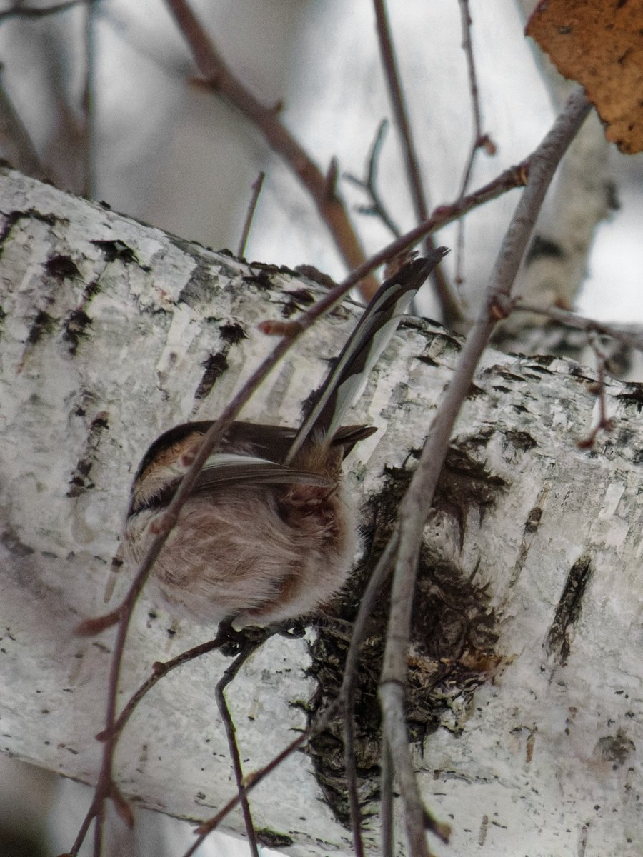 Крипазоид | открытки календари фото с птицами tweet media