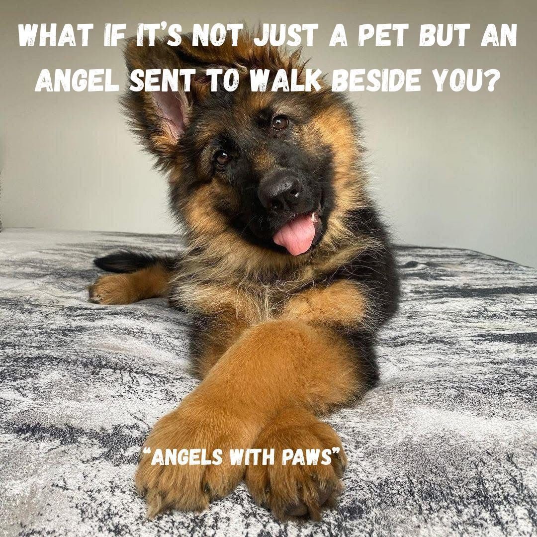 What if it's not just a pet but an #angel sent to walk beside you?

#Dogs #Dog #DogsAreAngels #BestFriend #GoodDog #FaithfulFriend #LoveDogs #DogsAreLove