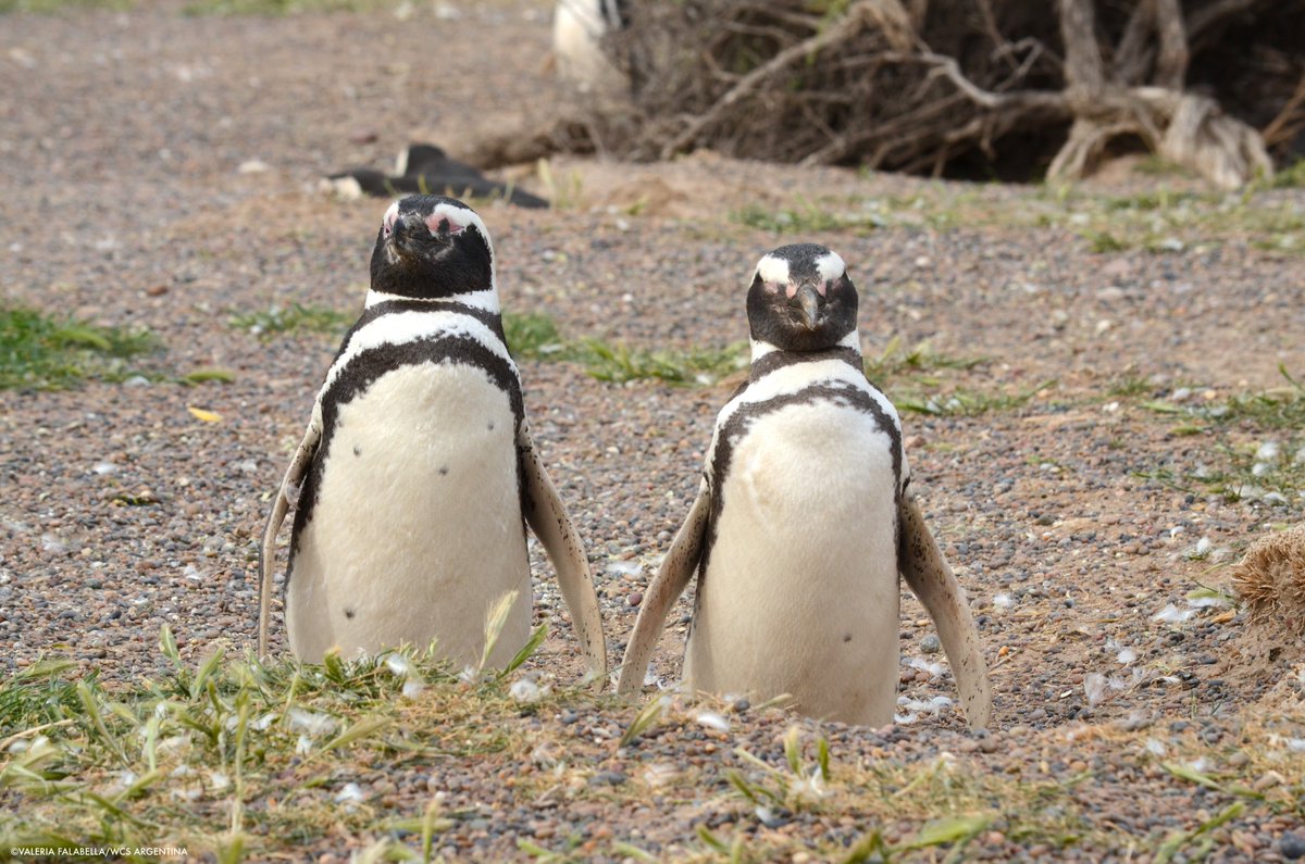 TheWCS's tweet image. Magellanic penguins in Argentina. Recently, @wcsargentina was part of an effort to place GPS tags on 8 of them in Cape Virgenes Provincial Reserve. The goal is to better understand their behaviors and what areas are important to their survival. #PenguinAwarenessDay