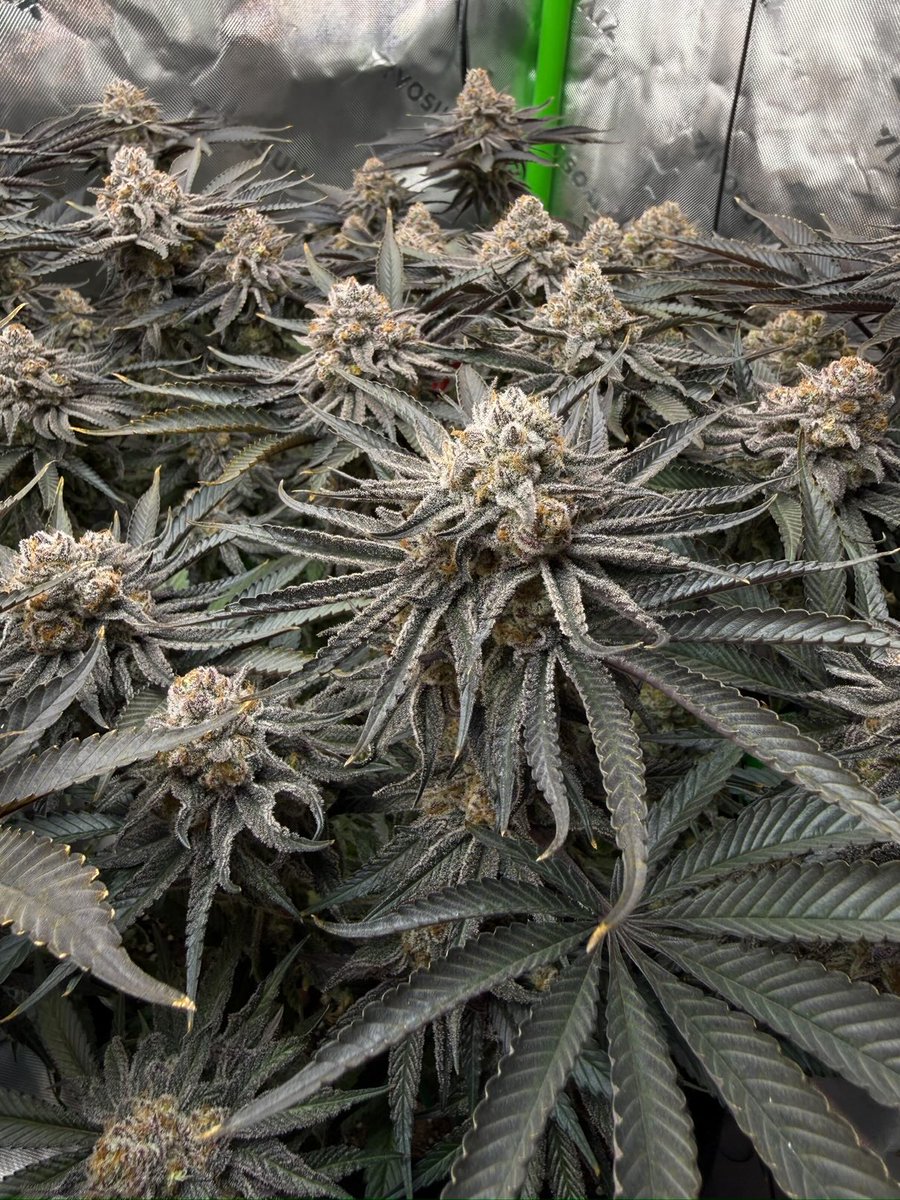 SeedsmanSeeds's tweet image. Want to grow the 𝐏𝐮𝐫𝐩𝐥𝐞 𝐎𝐫𝐞𝐨𝐳 𝐅𝟏  for FREE? 😜

Here's your chance to win 5️⃣ 𝗦𝗲𝗲𝗱𝘀.🌱

1️⃣ Follow @SeedsmanSeeds
2️⃣ Retweet this post
3️⃣ Tag a friend

The 3⃣ winners will be randomly chosen and announced on 3rd February.