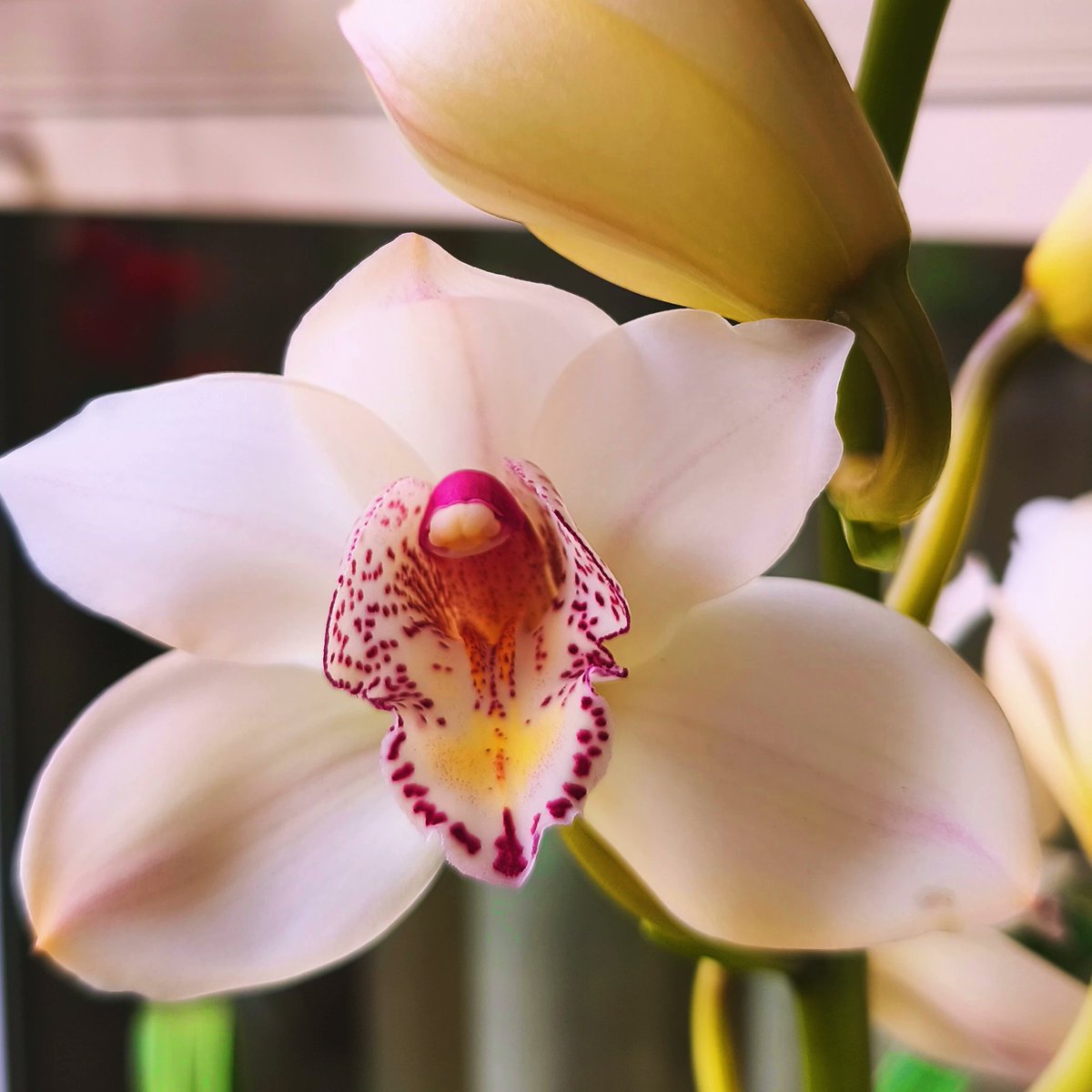 Anna Paradís tweet media