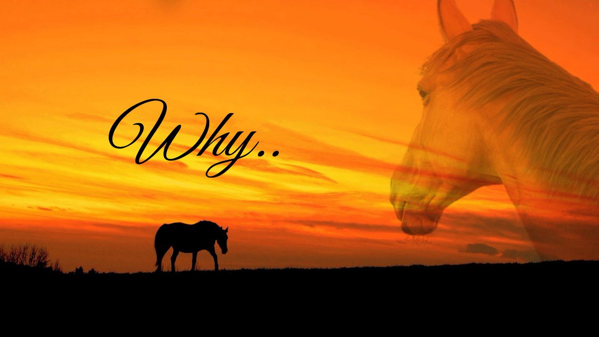 horseimage's tweet image. “Why..” (2025)