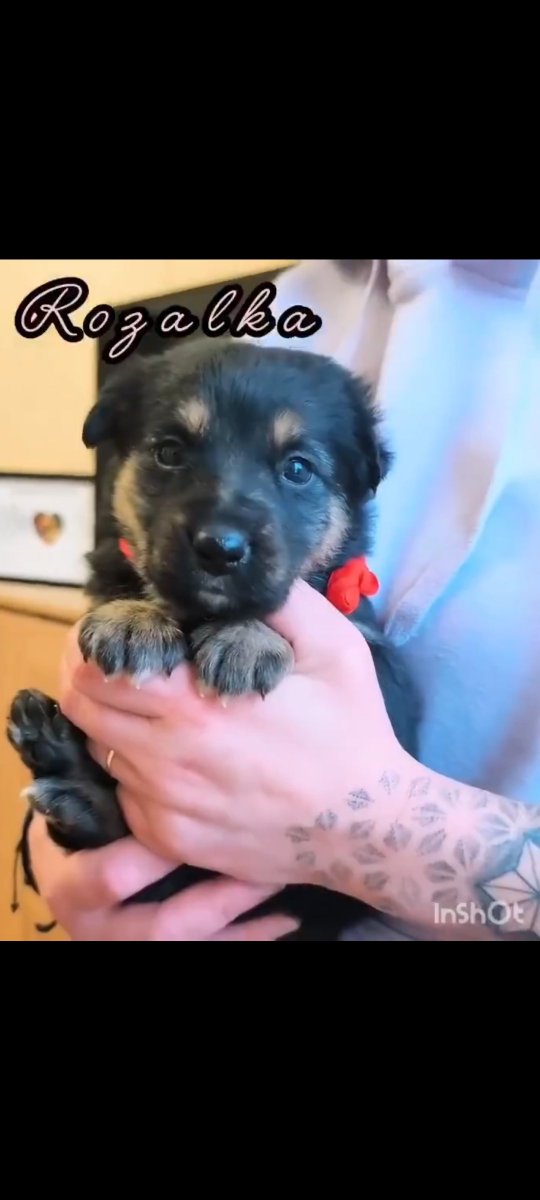ROZALKA♥️🐕🆘💔