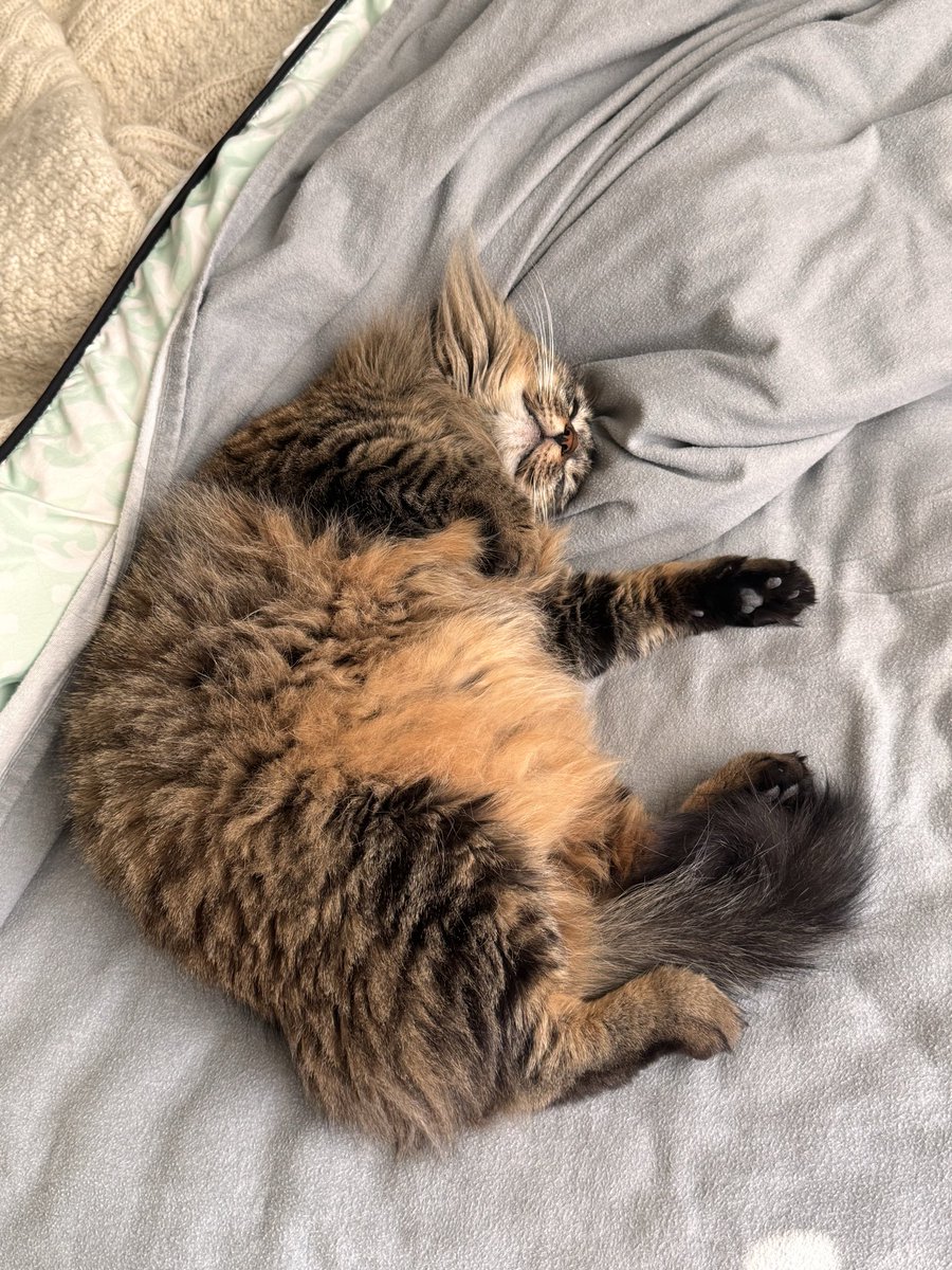 S3rena_Nici tweet media