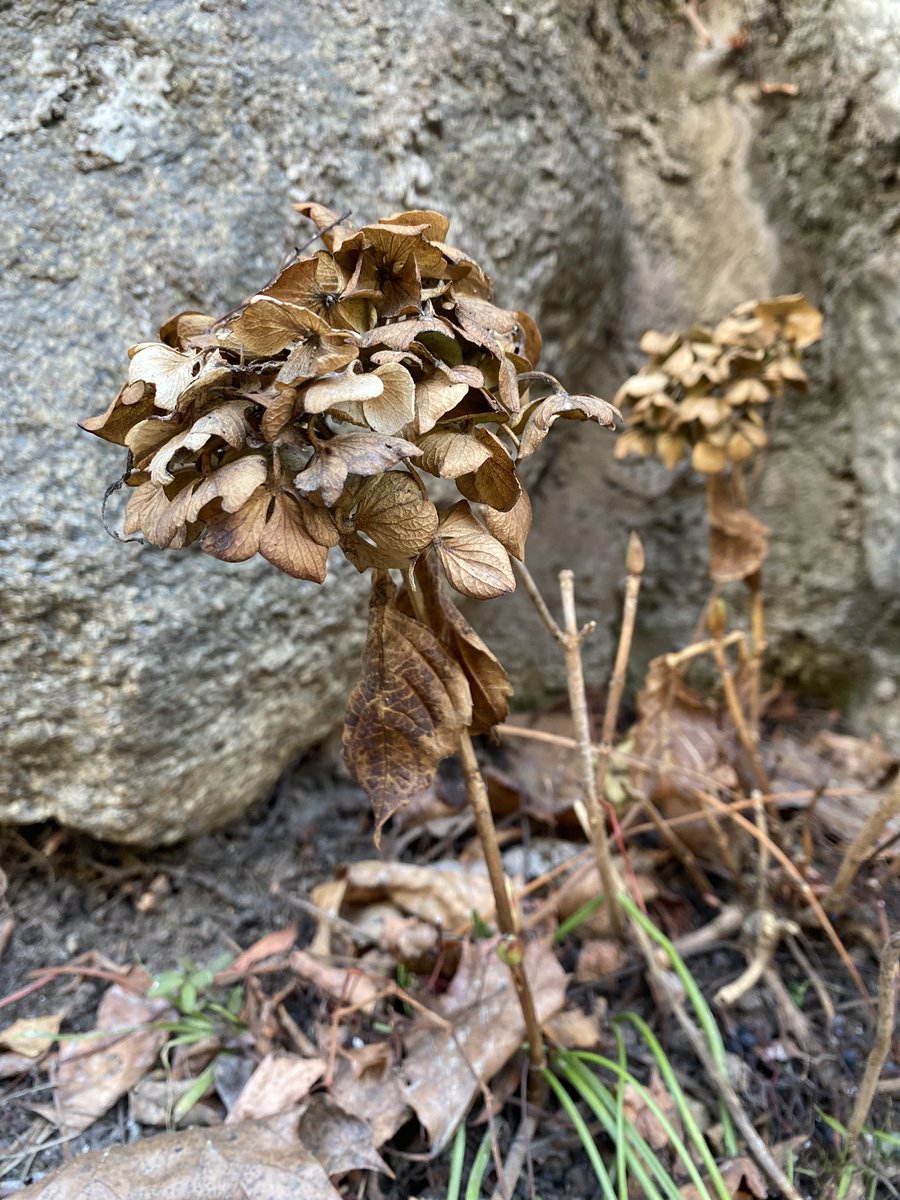 Sonia Zuccaro tweet media