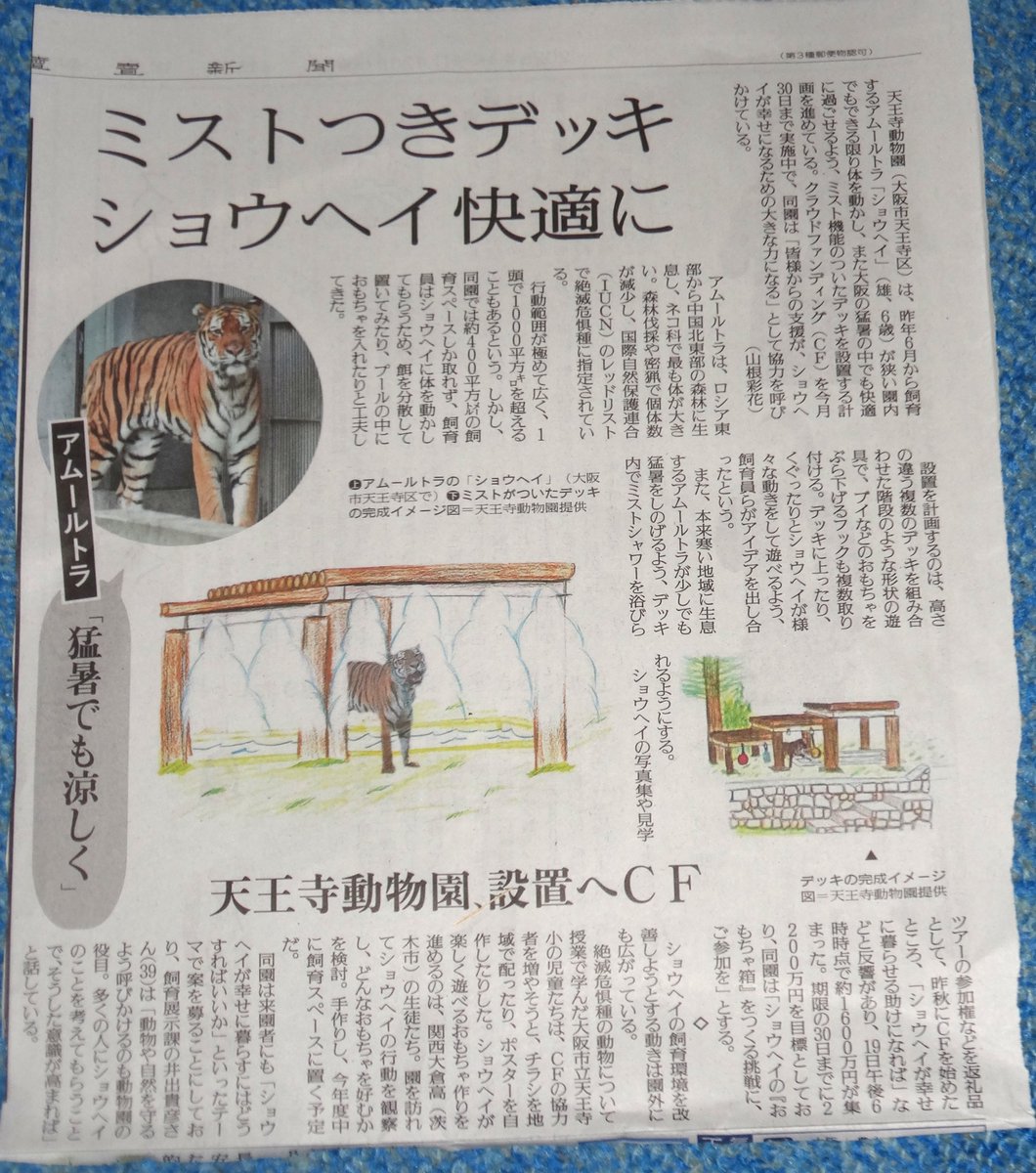 2026.1.20
#読売新聞 
#天王寺動物園
#アムールトラショウヘイ
他園から来園した🐯が7歳と3歳の若さで亡くなったこともあったからでしょうか、快適に過ごせるように色々とされていますね。